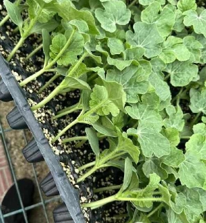 望都育早熟西瓜苗厂,涞水美都、甜王嫁接苗2026