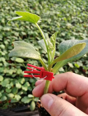 林州哪有育嫁接西瓜苗,内黄2k\美都西瓜苗育苗厂2026