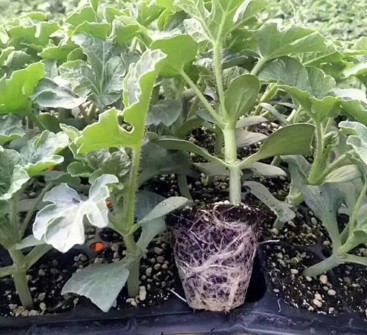 滑县育美都西瓜苗厂,汤阴嫁接甜王西瓜苗基地2026