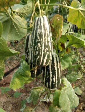 阜宁育甜瓜苗厂,射阳博洋9\绿宝\羊角蜜嫁接苗2026